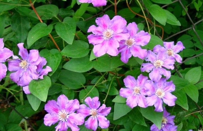 ��� ��������� �������� ���������: ������ ��� ������ ������ �������