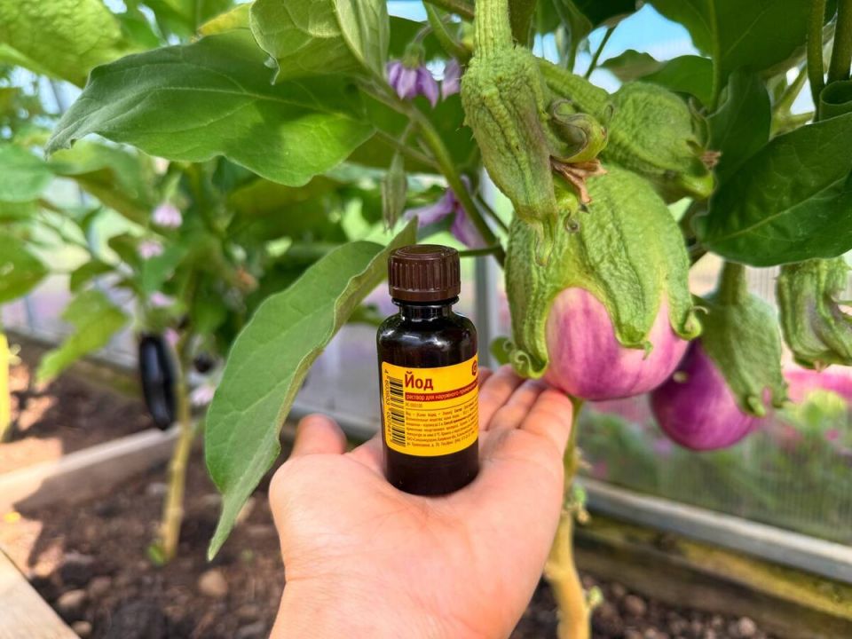 ��� ��� �������� ����� ���������: ����������� ������ ��� ��������