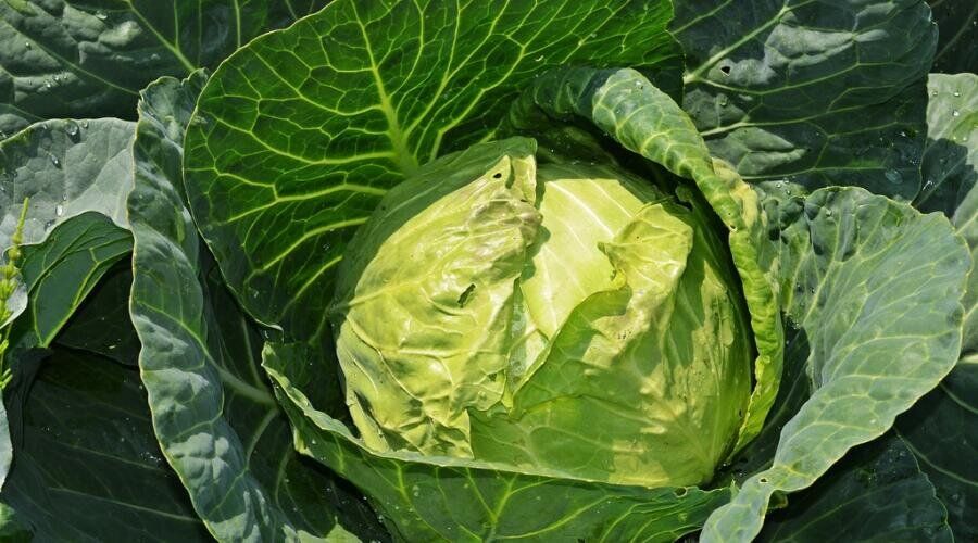 ������� �������, ��� ������� �������!