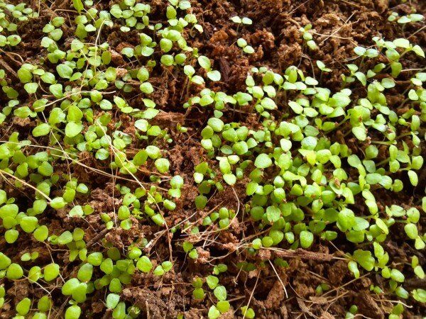 Как ухаживать за рассадой лобелии: хитрости и советы