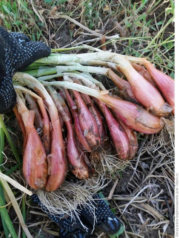 ���-�����: ����� �� ������� ��������� �����?