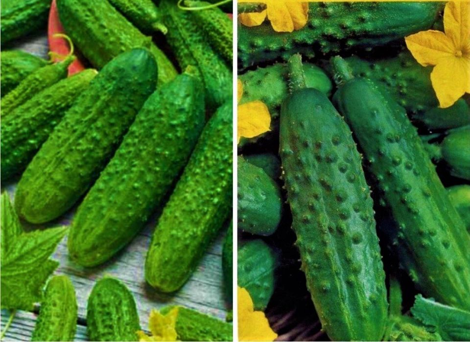 Пять непревзойденных огурцов, которые щедро плодоносят в любую погоду