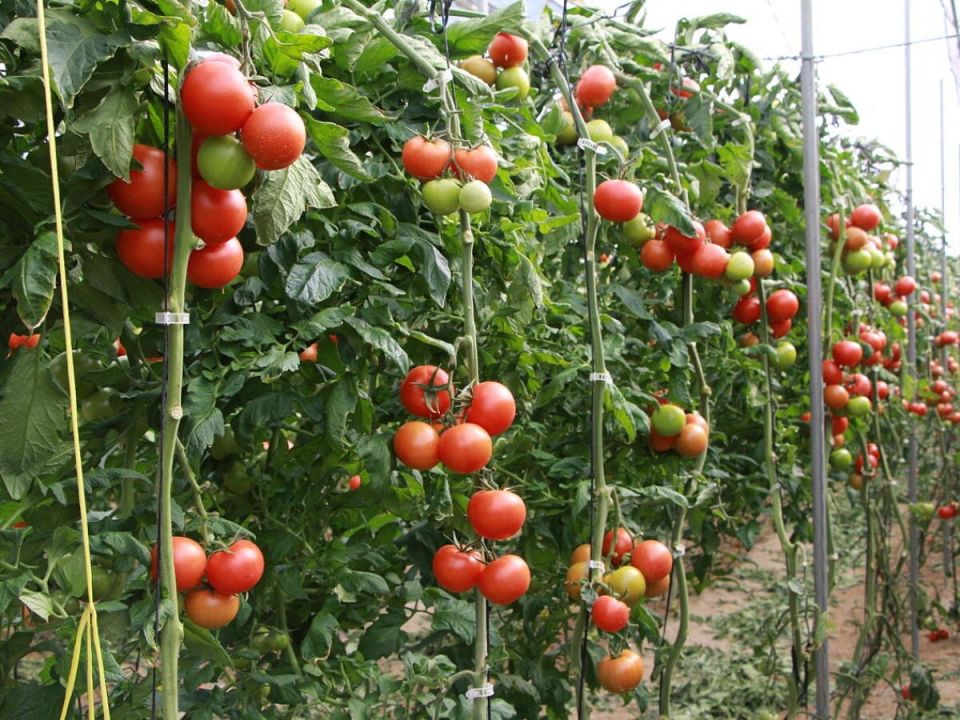 Не компост, а зелье силы: дачный рецепт из ботвы помидоров, который творит чудеса с почвой