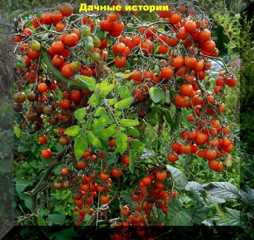 ��� ������� ������, ������� ����� �������� �������� � ����