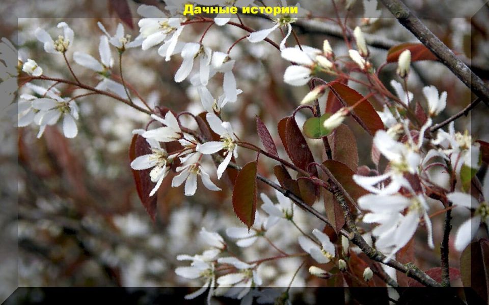 Декоративные кустарники: красота без лишних хлопот