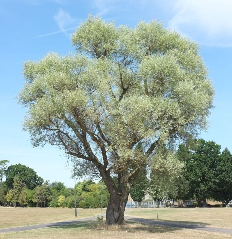 Ива в саду: природа и функциональность в одном растении