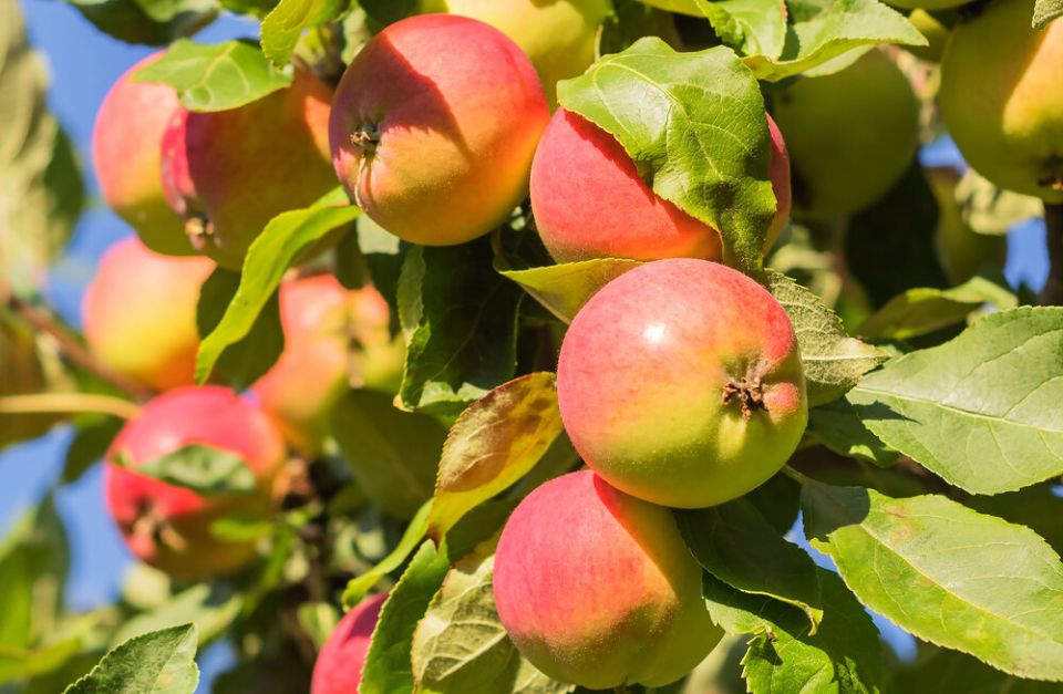 Летние яблоки: топ-13 сортов для вашего сада