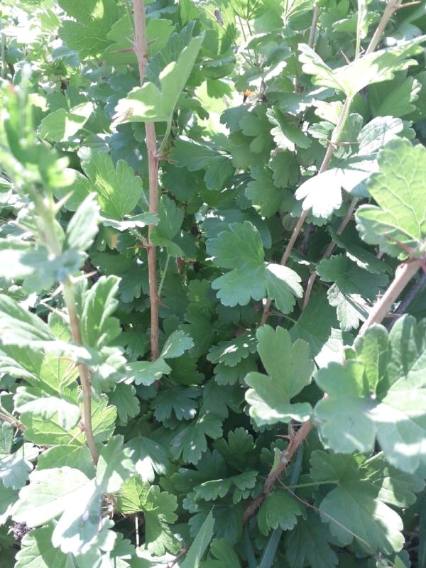 Как правильно подкормить крыжовник для богатого урожая