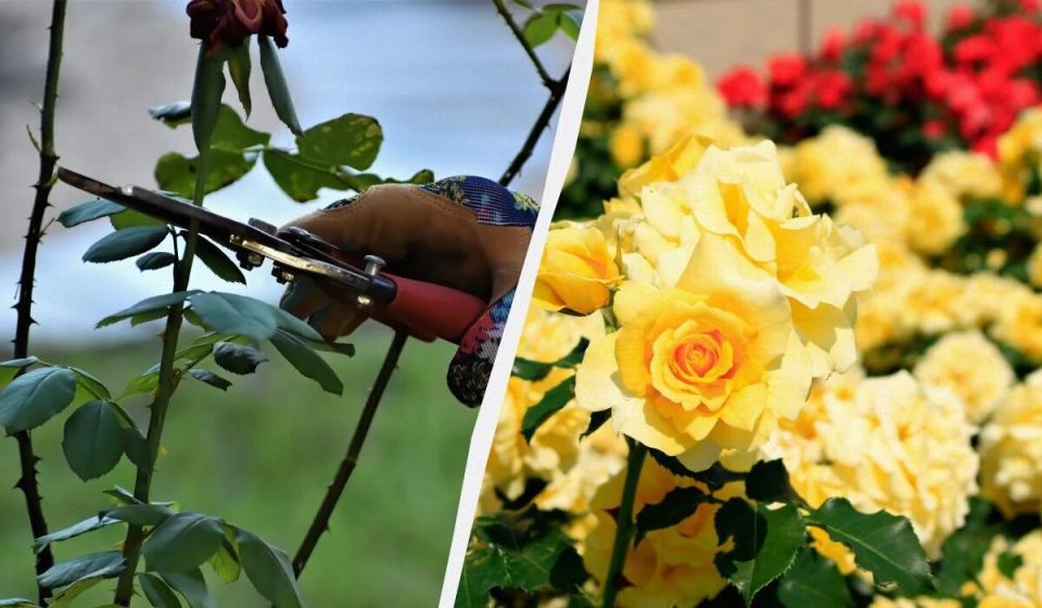 Убедитесь, что ваши розы готовы к зиме: советы по осеннему уходу