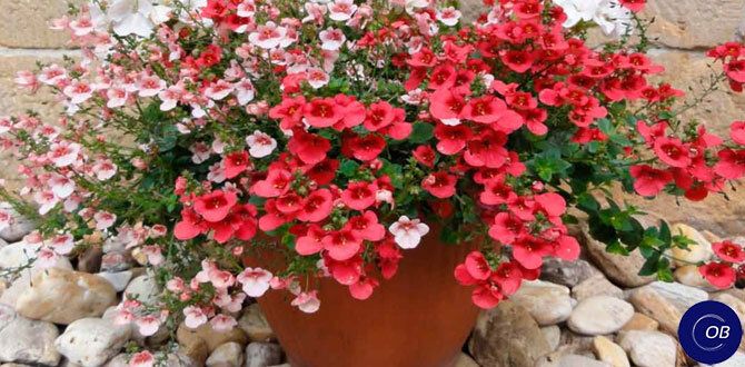 �������: ������, ������� ������ ������� � �������