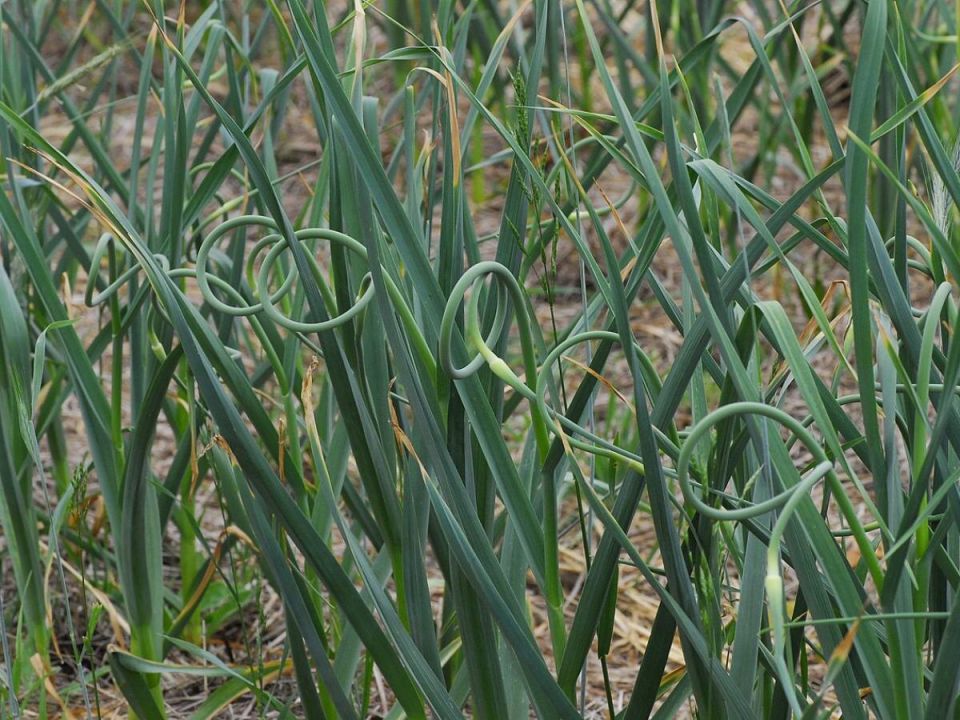 ������ � ��� ������� ��������: ��� ������� ��������� ������