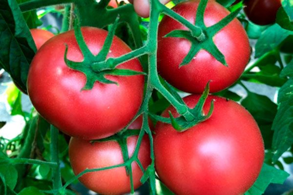 ��� ��������� ������ ����� ������� ����: ������� ��������� ������