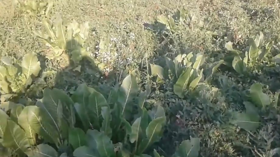 ��� ���������� � ������ �� �������: 4 ������, ������� ������������� ��������