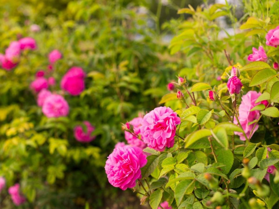 ����: ����� ����������� ����� ��� ������ ���� � �������